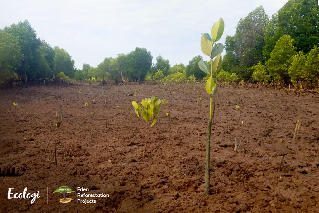 Ecologi Madagascar